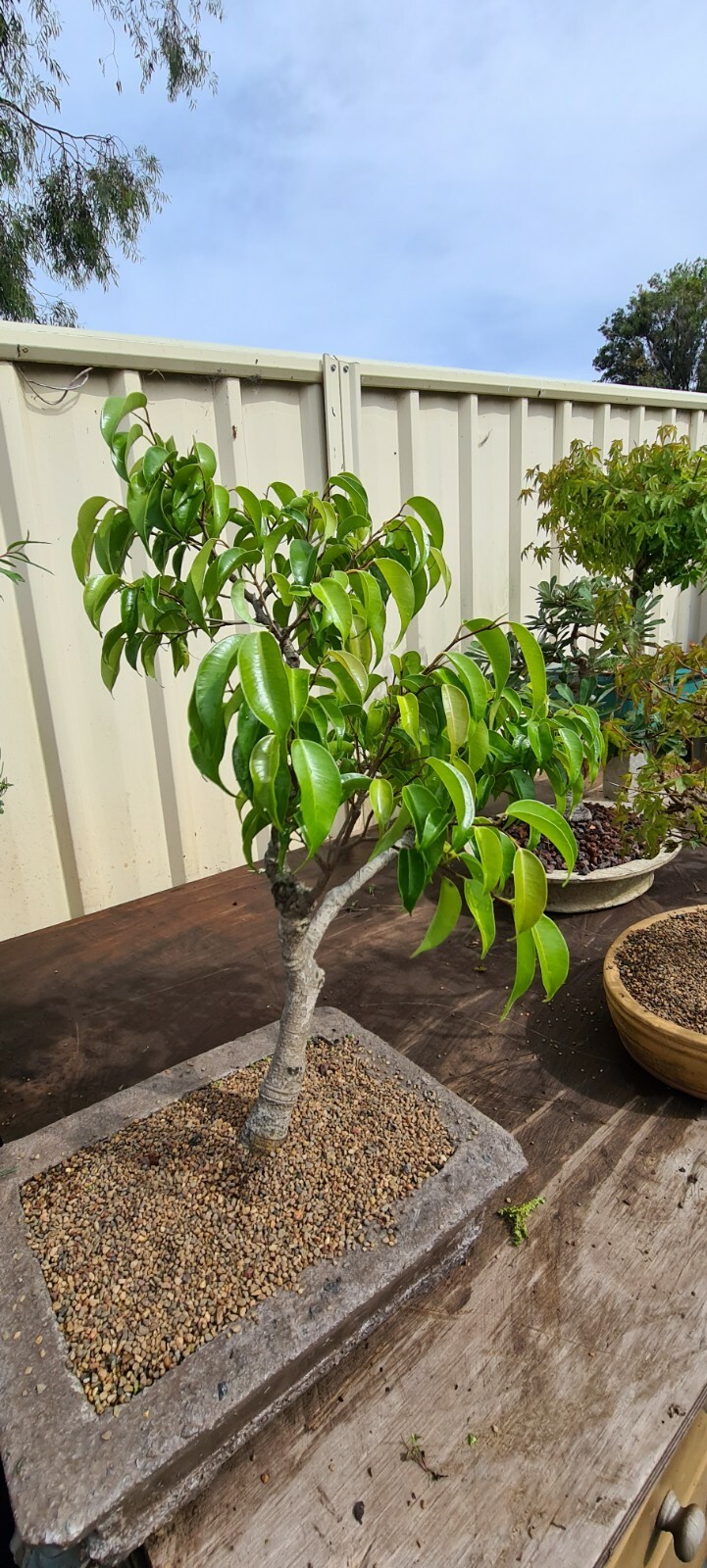 bonsai trees for sale eBay