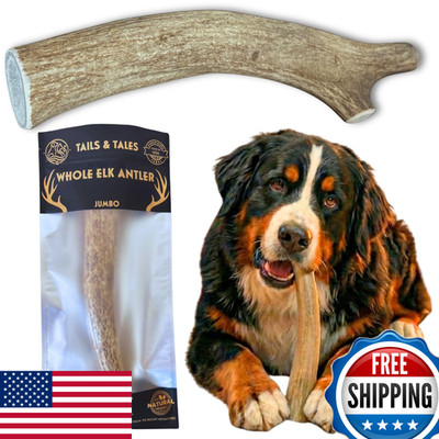 Tails & Tales Tails Tales Whole Elk Antler For Dogs Jumbo 9-11 Long-Lasting