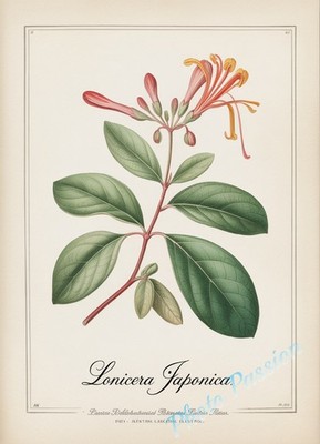 A4 Foto Botanisches Brett Vintage Blume Illustration Poster Kunstdruck 6727