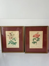 Framed Botanical Art Print Rosa Gallica & Rosa Indica Pierre Joseph Redoute