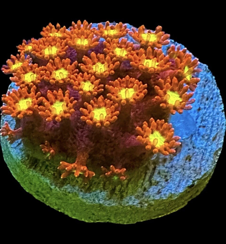 CORAL AQUA CULT Live Coral Goniopora Sunburst