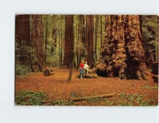 Postcard General Sherman Tree, Henry Cowell Redwoods State Park, California