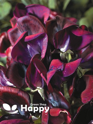 CLIMBING FLOWERS - Vines - Thunbergia Morning Glory Sweet Pea - Flower seeds - Picture 107 of 121