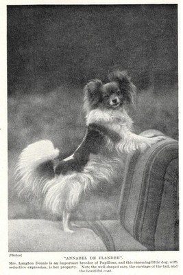 Papillon ''Annabel'' - 1934 Vintage Dog Art ''Photo'' Print - MATTED