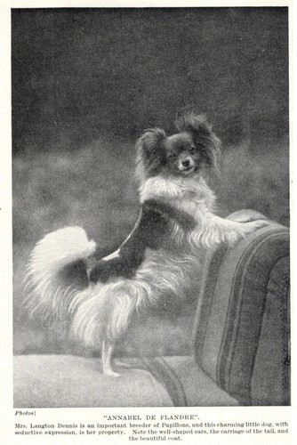 Papillon "Annabel" - 1934 Vintage Dog Art "Photo" Print - MATTED