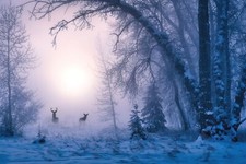 FLEECE Wallpaper-FOREST-(7160ah)-Landscape Nature Trees Plant Meadow XXL Wall Art