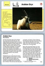 Arabian Oryx #62.4 - Mammals - Grolier Wildlife Adventure Card