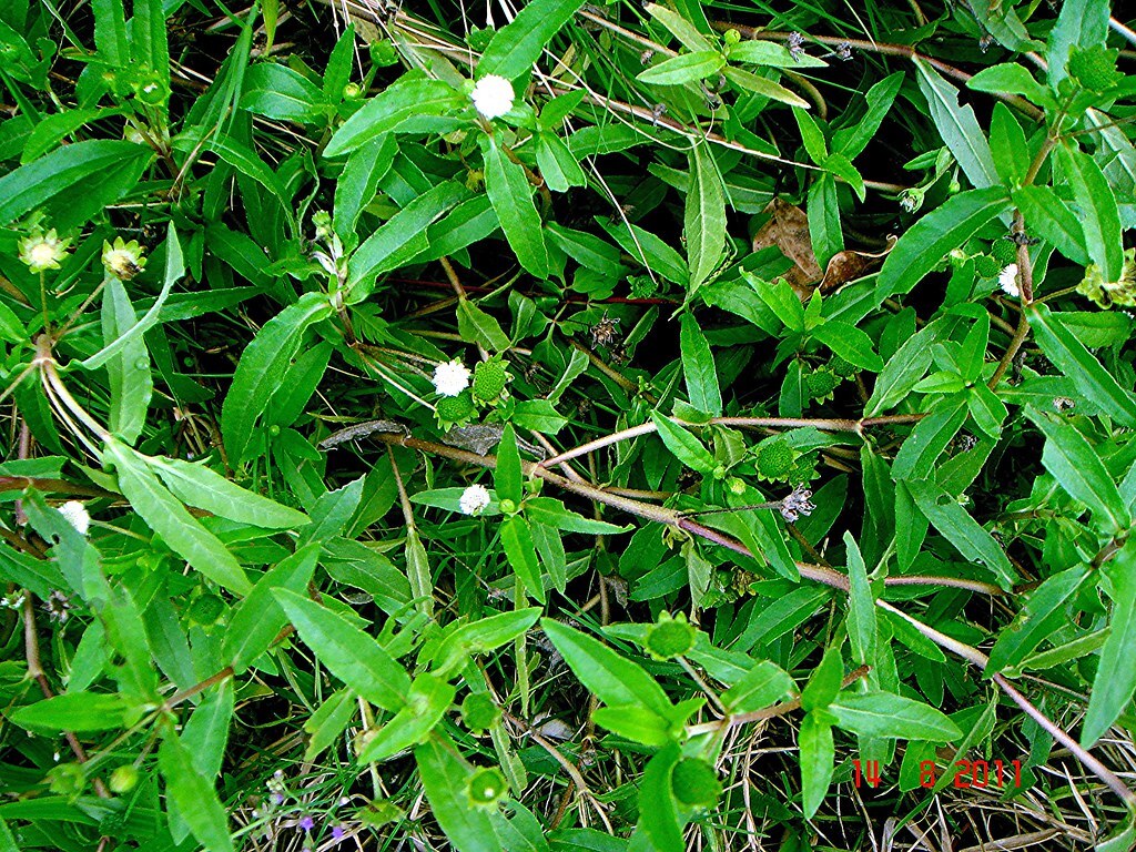 50+ Eclipta Prostrata Organic Herb Seeds - False Daisy, Yerba De Tago, Bhringraj 10 thumbnail image