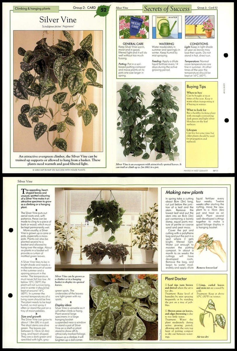 Silver Vine #52 Climbing & Hanging Success With House Plants 1990 Fold-Out  Card | eBay UK