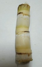 SUGAR CANE GREEN JUICING CHEWING ORGANIC PLANT, 1 STICK