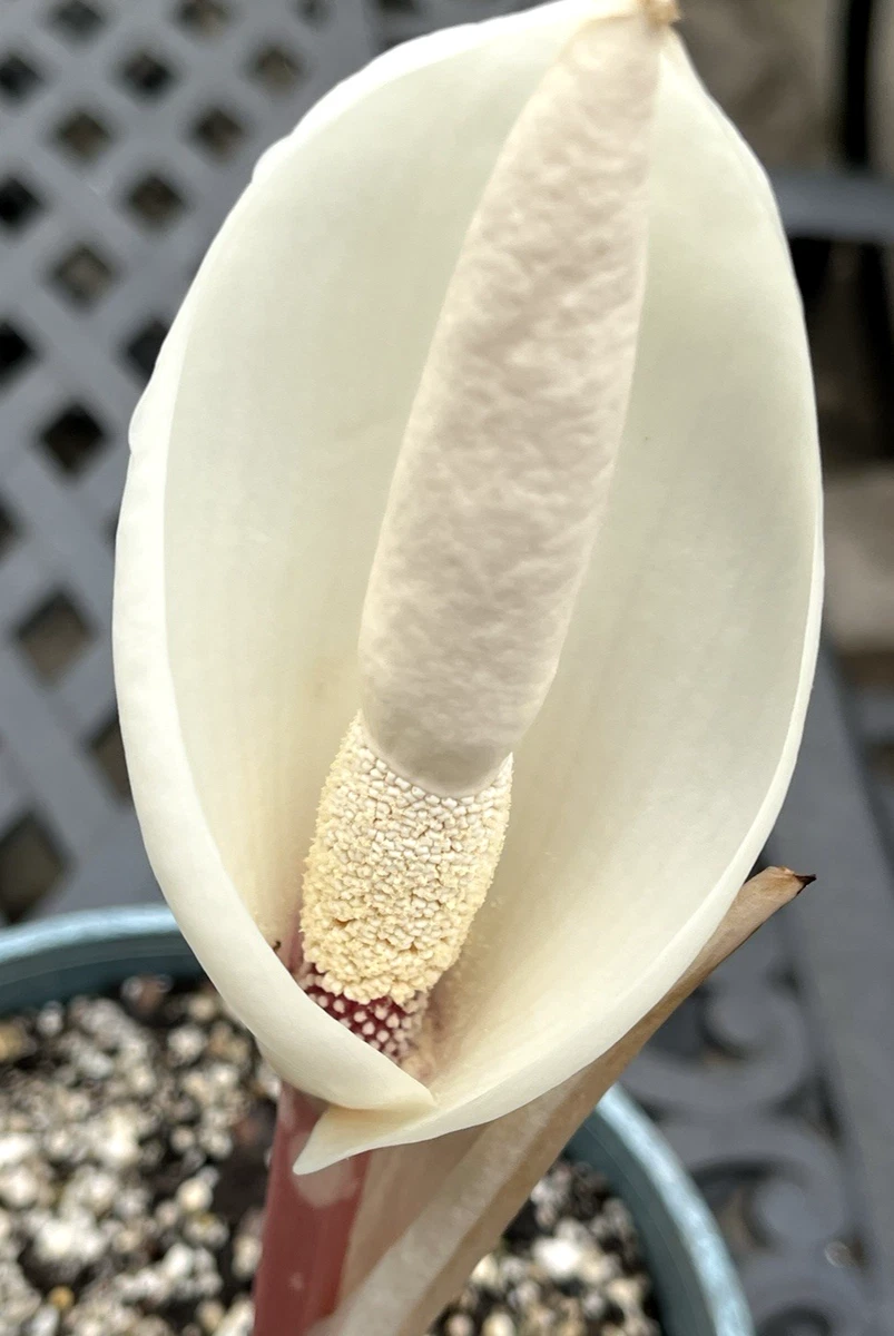 arisaema products for sale | eBay