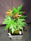 Acer Truncatum Shantung Maple Tree Seedling 13 Inches Tall — photo 3