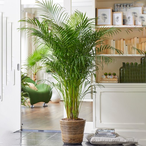 Areca Palm Large Indoor House Plant Real Tropical Exotic Evergreen Tall Plants - Picture 15 of 31