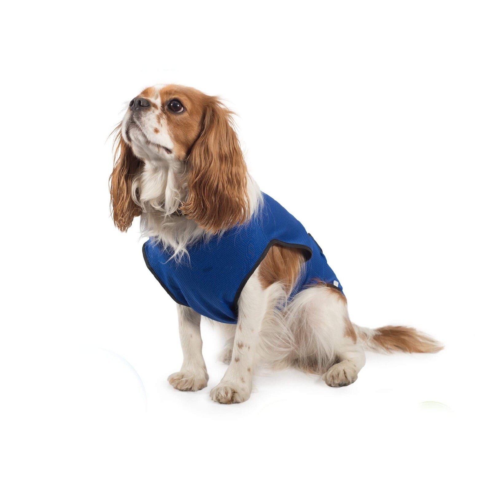 Ancol Dog Cooling Coat, Size Large, Dog Accessories, Overheating, Summer 979400