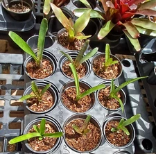 BUY 4 SAVE 20% 10 Mini Neoregelia BROMELIAD Scratch & Dent Vivarium Pack ID