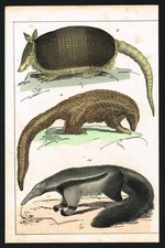 Antica litografia Armadillo pangolino e formichiere c1870 mammiferi Schubert