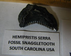 4.12in MEGALODON TOOTH 1.1in SNAGGLETOOTH AMBER COPROLITE PETRIFIED WOOD #189 — photo 3