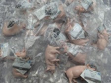 Kids Toy Play Figures x25 Farm Animal Pig Wholesale Job Lot by Safari Ltd