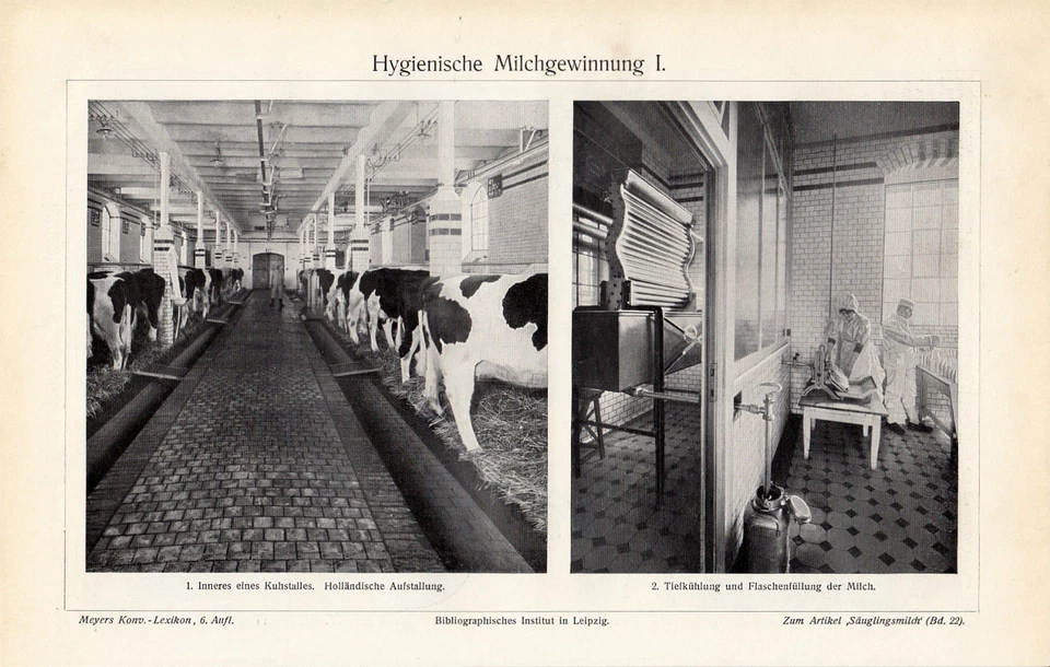 1903 Original Antique Print Meyers Hygienic MILK PRODUCTION Agriculture Farming - Image 3 of 4