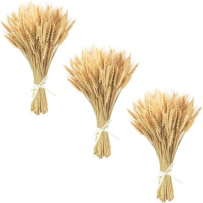 17.7'''' Dried Wheat Stalks 300 Stems Natural Wheat for Wedding Table Centerpiece