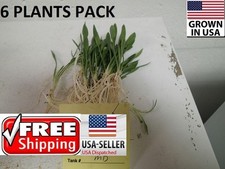 6 plants Crypt Parva Easy Aquarium aquascaping planted tank low light no co2