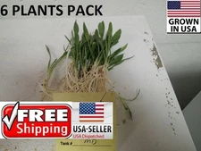 6 plants Crypt Parva Easy Aquarium aquascaping planted tank low light no co2   