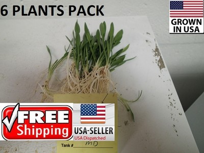 #ad #ad 6 plants Crypt Parva Easy Aquarium aquascaping planted tank low light no co2 $25.99