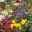 thumbnail 8  - Wild Flower Scented Bee &amp; Butterfly Cottage Garden Grass Free Perennial Seed Mix