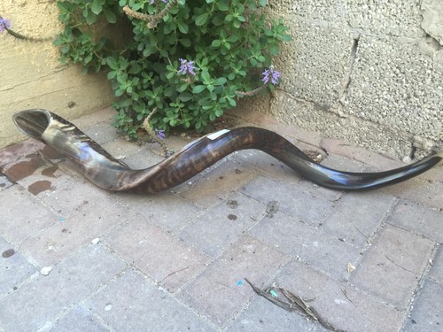Yemenite Kudu Horn Jewish Shofar Half Polished Natural 40 - 42 Inch XXL + GIFT - Picture 7 of 13