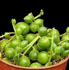 Senecio Rowleyanus String of Pearls trailing Succulent in 5cm pot