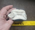 LARGE WHALE VERTEBRA FOSSIL BACKBONE AUTHENTIC FOSSIL 4-3/4" — photo 3