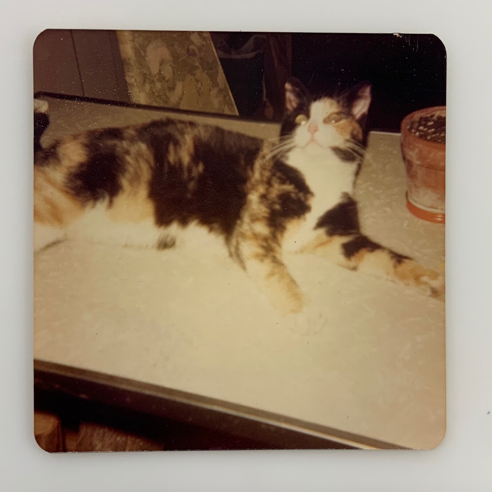 (AbB) Original FOUND PHOTO Photograph Snapshot 1980 Calico Cat Kitchen