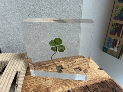 Carre de Trefles 4 Leaf Clover Trifolium repens Acrylic Block MIB