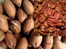 Pecans In Shell ~Whole GEORGIA LARGE ~ NEW CR...