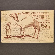 c.1908 Camel Postcard with Ogden Utah Cancel a13b