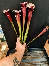Sarr. Jasmine Lace x Legacy, XLG Beautiful Single Growth Seedling! AAA+