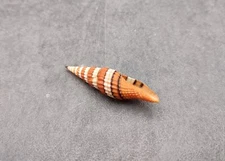 Queen Miter Seashell Mitra Compressum (1 shell approx. 1.75+ inches)