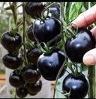 Black Cherry Tomato Seeds Heirloom Non GMO Sweet Juicy Garden Planting 50 Seeds