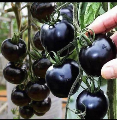 #ad Black Cherry Tomato Seeds Heirloom Non GMO Sweet Juicy Garden Planting 50 Seeds $1.99