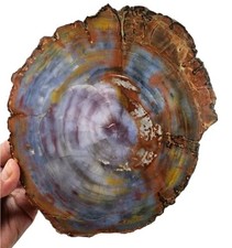 Rainbow Petrified Wood Polished Round Arizona 2lbs 12.2oz.