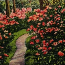 Vintage Card Flame Azalea Flowers Full Bloom Great Smokey Mountains Nat'l Park 