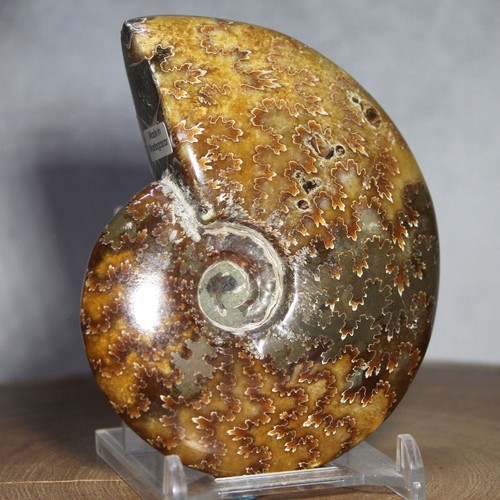 Oak Leaf Sutures Ammonite Warm Butterscotch Yellow Brown Fossil 100+ MY Old