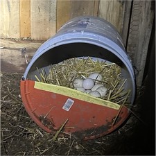 Fertilized hatching eggs