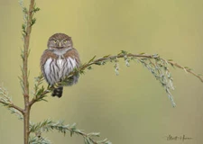 Northern Pygmy Owl by Matthew Huras Fine Art Print Wildlife Bird Nature 17x23