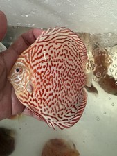 X1 Albino Leopard Discus Fish 5-5.5 Vibrant Aquarium Fish Overnight Ship