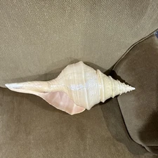 Large Seashell, Conch Sea Shell, Australian Trumpet, Giant Syrinx ~18”