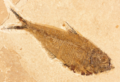 X-RAY Bones! 50 Million Year Old Diplomystus FISH Fossil Wyoming 307gr