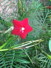 40 semillas de vid de ciprés / Cardinal Climber ROJO - cultivo orgánico de 2025 envío y devolución gratuitos