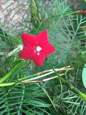 40 Cypress Vine / Cardinal Climber RED - organic crop of 2024