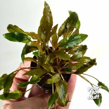 Cryptocoryne mioya 'Mi Oya' Live Aquarium Plant - BUY 1 GET 1 at 50 OFF
